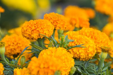 Kadife çiçeği çiçek ile arka plan bulanıklık