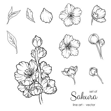 Kiraz çiçekleri seti. Sakura koleksiyonu. Botanik sanatı. Siyah çizgili elle çizilmiş çiçek vektör çizimi. Boyama kitabı, düğün, ambalaj ve kozmetik reklamları için tasarım ögesi.