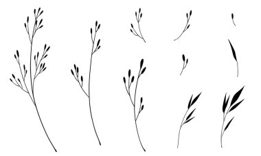 Elle çizilmiş çiçek dalları ve yaprakları. Botanik taslak koleksiyonu. Tasarım için dekoratif elementler. Mürekkep, vintage, doodle.