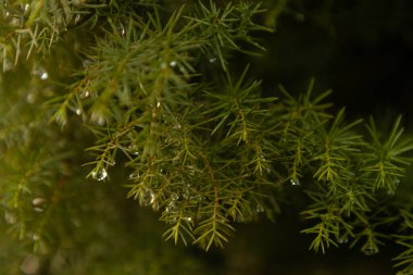 Yağmurdan sonra ardıç dalında su damlacıkları.