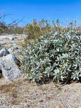 Kaliforniya çöl çalılığı Gümüş Buttonwood çalılığı