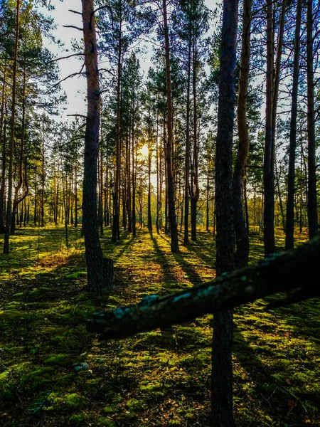 Лес Сказке Хоббитский Лес — стоковое фото