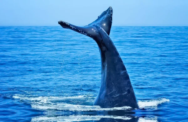 海に浮かぶクジラは 水深が浅く 選択的な集光のブレがあり 哺乳類には巨大な体があると分類される水の不思議の国の背景 — ストック写真