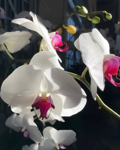 Jest Fotografia Piękna Orchidea Phalaenopsis Kwiat Mają Płytką Głębię Ostrości — Zdjęcie stockowe
