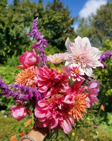 Photograph Beautiful Dahlia Flower Have Shallow Depth Field Selective Focus — Stock Photo, Image