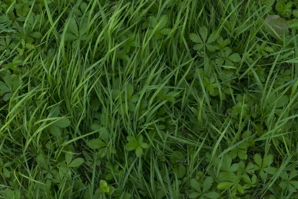Зеленая Трава Фон — стоковое фото