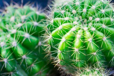Küçük kaktüsleri seçici odaklı bir tencereye koy.