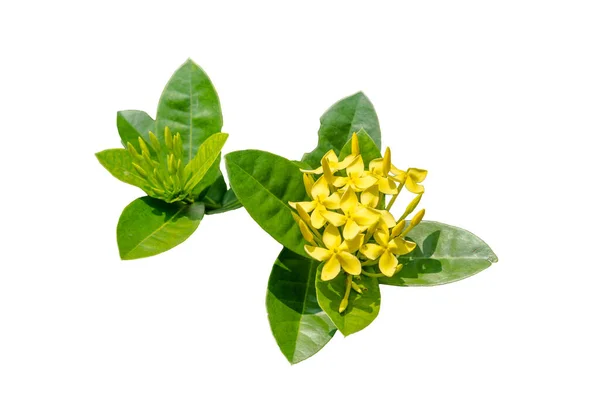 Yellow Ixora Flowers Ixora Coccinea Blooming Springtime Leaves Isolated White — Stock Photo, Image