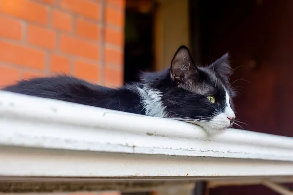 레이싱 위에는 생각깊은 모습을 고양이가 보이는 벽돌로 집입니다 — 스톡 사진