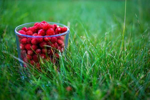 Fresas silvestres orgánicas dulces que yacen en un vaso en un césped verde verano día soleado, primer plano, enfoque suave, vista lateral — Foto de Stock