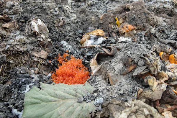 Delicadeza delicioso caviar rojo caro en un montón de basura de compost. de cerca —  Fotos de Stock