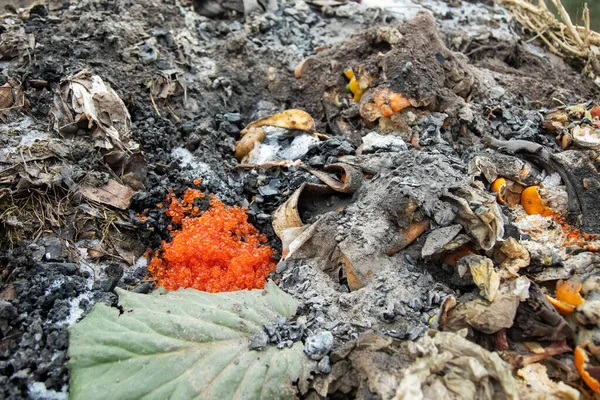 Concepto de personas exigentes. primer plano caviar rojo en un montón de compost cubo de basura —  Fotos de Stock