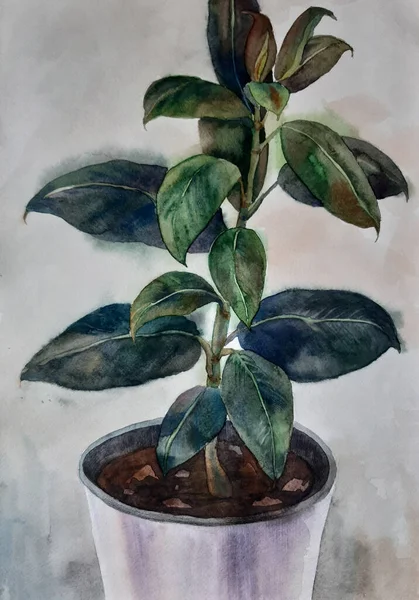 Ficus Ritning Med Akvarell Färger — Stockfoto