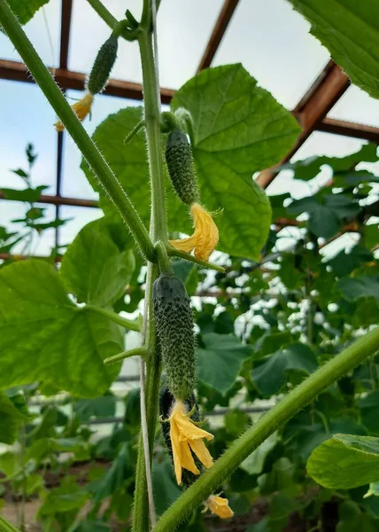 Small Flowering Cucumbers Greenhouse — Stock Photo, Image