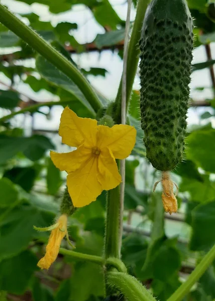 キュウリと花でキュウリの鞭 — ストック写真