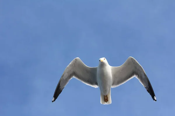 Seagull in blue sky clouds. Seagull flying in blue sky. Seagull flying in sky. Seagull flying sky