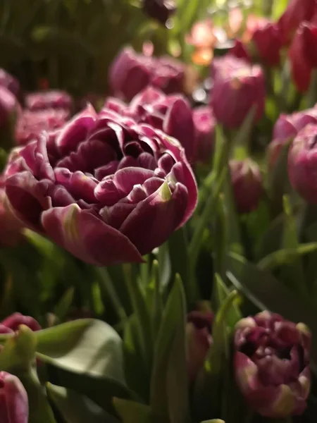 Les Tulipes Pourpres Velours Poussent Dans Jardin — Photo