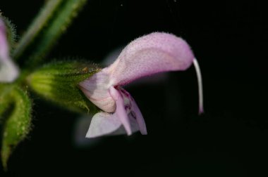 incir ve çiçeklerin makro fotoğrafçılığı