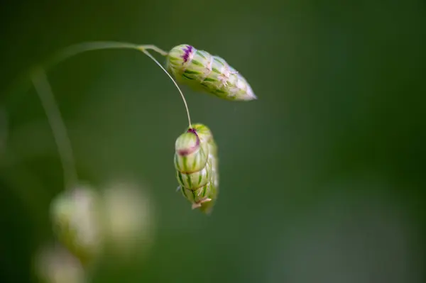 Macro Photography Incect Flowers — Stock Photo, Image