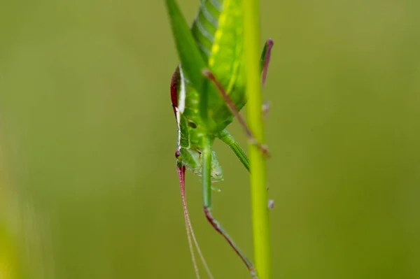 Makrofotografie Von Insekten Und Blumen — Stockfoto