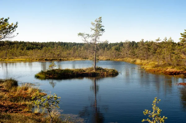 Bog Landscape Reflection Trees Blue White Sky — Stock Photo, Image