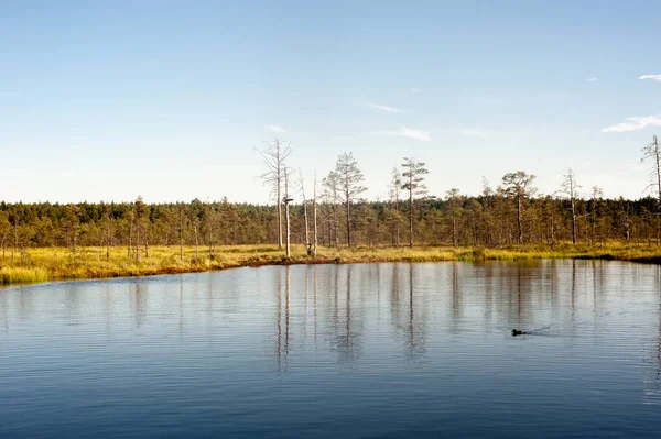 Bog Landscape Reflection Trees Blue White Sky Duck — Stock Photo, Image