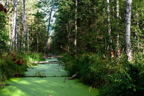Bataklığın Yeşil Suyu Ormanın — Stok fotoğraf