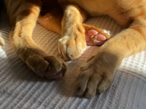 Paws Red Cat — Stock Photo, Image