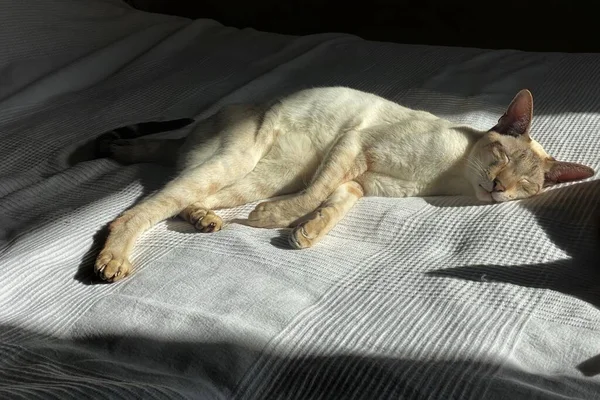 Gatto Bianco Sta Dormendo Sul Letto — Foto Stock