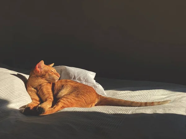 Slapende Kat Ligt Het Bed — Stockfoto