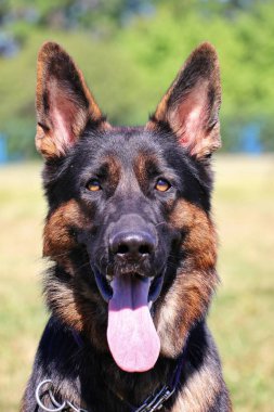 Köpek Alman çoban köpeği düz portre.