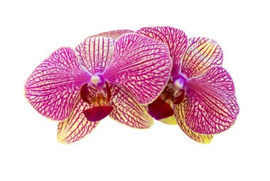 Canlı orkide izole