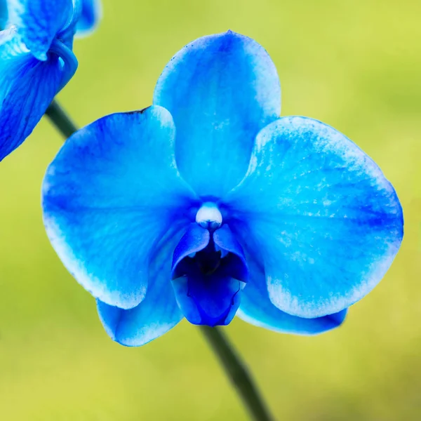 Pretty dyed blue orchid