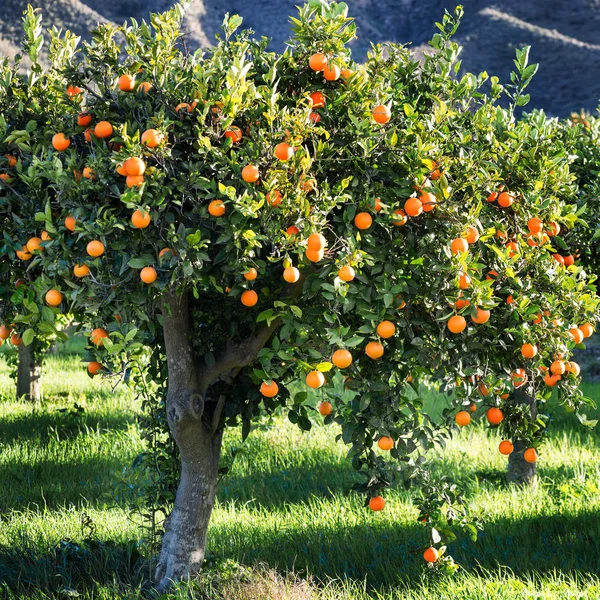 Mediterrane oranje boom — Stockfoto