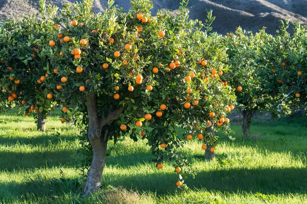 Πλήρες δέντρο των πορτοκαλιών — Φωτογραφία Αρχείου