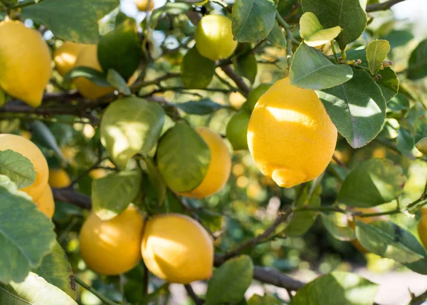 Detailní záběr z citronů na stromě — Stock fotografie