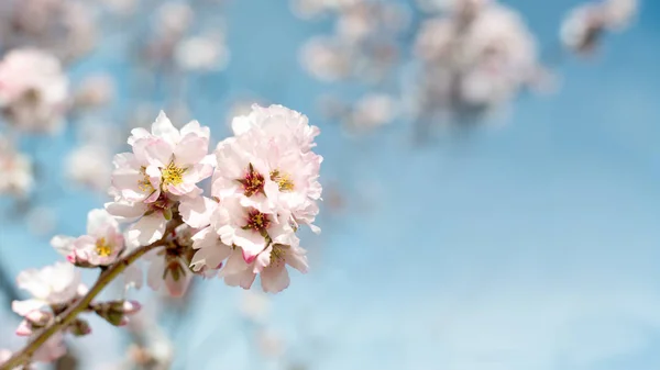 Pretty pink and white Almond blossom