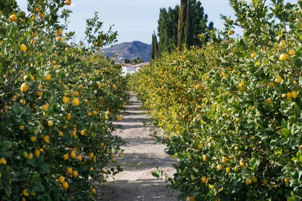 Lemon grove v jižním Španělsku — Stock fotografie