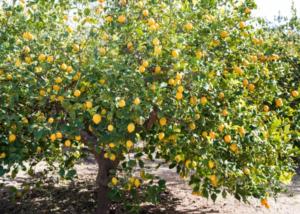 Ağaçtaki limon — Stok fotoğraf