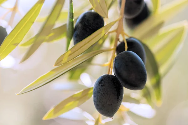 Заделывают группы черные оливки — стоковое фото