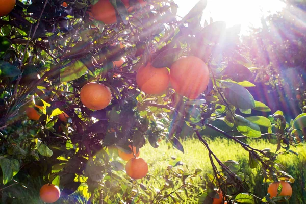 Bir portakal bahçesinde güneş parlaması — Stok fotoğraf