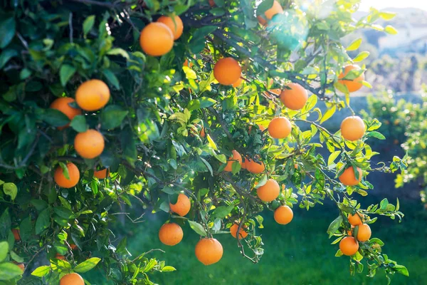 Bir portakal ağacı içinde parlayan güneş patlaması — Stok fotoğraf