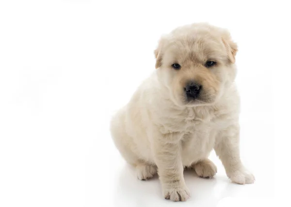 Hermoso cachorro dorado se sentó , —  Fotos de Stock