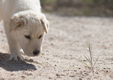keşfetmeye meraklı genç köpek yavrusu