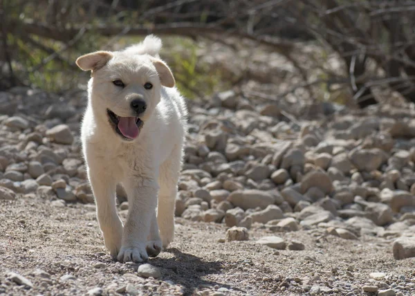 Nuovo cucciolo esplorare l'esterno — Foto Stock