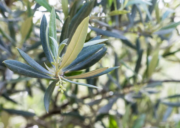Początkujący oliwne drzewa — Zdjęcie stockowe