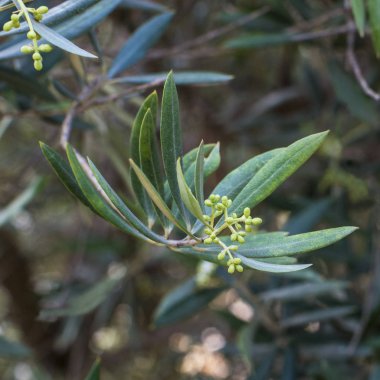  tomurcuklu bir zeytin ağacı üzerinde 