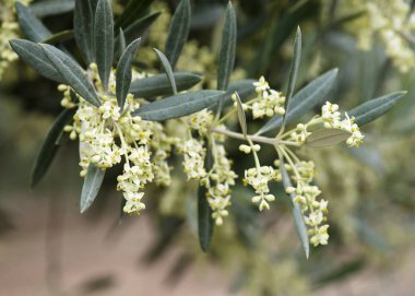 Ağaç üzerinde büyüyen zeytin çiçeği