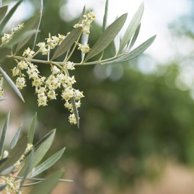 zeytin ağacı çiçeği, 