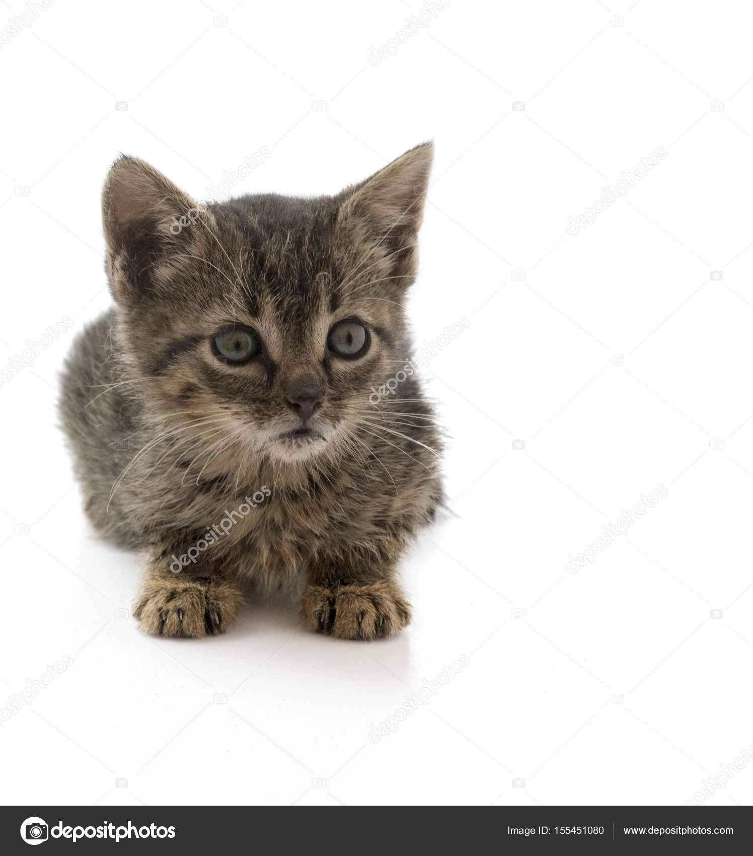 Minúsculo gatito callejero — Foto de stock #155451080 © Freila, image size:1496x1700